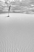 Solitude by Jenn Lawrence