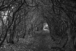The Path by Philip Gornicki