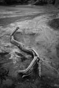 Washed Wood by Ilene Bandringa