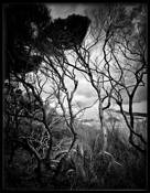 Twisted by Leonie Moreland