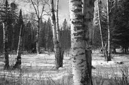 Birches by John Rodman