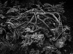 Tangled by Bjarne Holmgren
