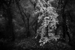 Fall Colors by Bill Sinkovich