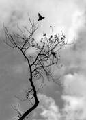 The Takeoff by Antonia Pieczonka