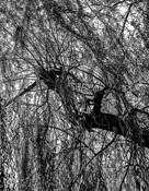 The Willow in the Back by Antonia Pieczonka