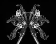 Larkspur Flower Composite by Arthur Campbell