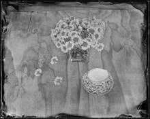 Bachelor Buttons by Sara Yerkes