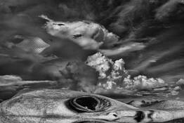 Sightings by William West