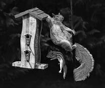 Bird Feeder Drama by William West
