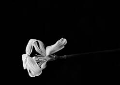 The Gift by Susan Tatterson