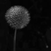 Dandellion by Taiwik David Chui