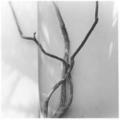 Vine by Taiwik David Chui