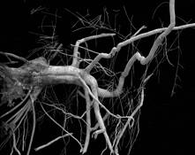 Spidery Entanglements by Mark Moulthrop