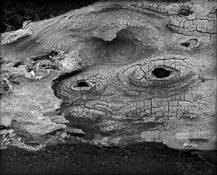 Weathered Joshua Tree Log by Mark Moulthrop