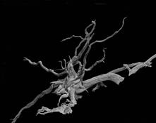 Ballerina Form by Mark Moulthrop