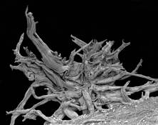 Roots on a Slope Before a Storm by Mark Moulthrop