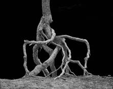 Spindly Roots From Rim Erosion by Mark Moulthrop