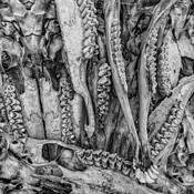 Teeth by Robert J. Anderson