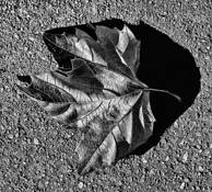 Leaf by Robert J. Anderson