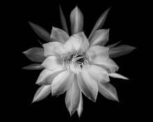 Night-Blooming Orchid Cactus by Brian Grandfield