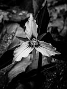 Trillium by Joe Sack
