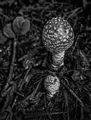 Mushroom by Joe Sack