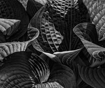 Parachute by Beamie Young