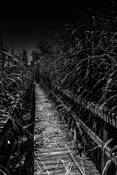 Coastal Marshland Boardwalk by Rick Menapace