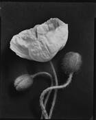 Untitled by Paul Brnak