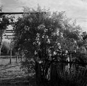 The Convent Garden by Margrieta Jeltema