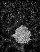 First Mystery by Jim Bailey