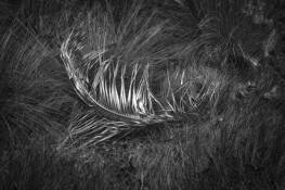 Fallen Soldier by Edward Ries