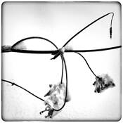 First Snow by Paul Hulewicz