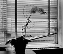 Flowers for Nicky by Wayne Palmer