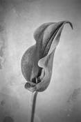 Calla Lily #5 by John Diephouse
