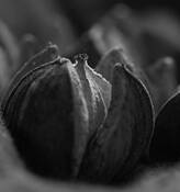 Hickory Nut by Alan Lemire