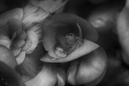 Morphosis by John Howard