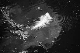 Ripple Reaching Swan Feather by Laura Knecht