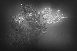 Water Weed Noir by Laura Knecht