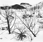 Blacktail Creek by Joe Washington