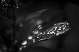 Raindrops by Art Braitman
