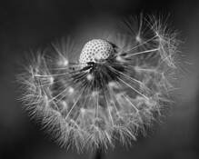 Receding Hairline by Art Braitman