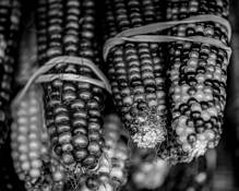 Summer Corn by Art Braitman