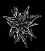 Gesture by Don Jacobson