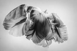 Tulip by Marc Sheridan