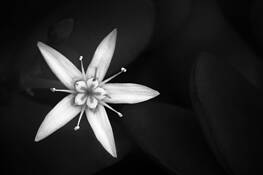 Jade Flower by Howard Grill