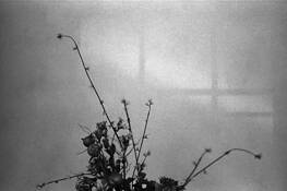 Shadow by Sandy Lloyd