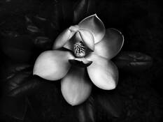 Magnolia Blossom by Richard Batch