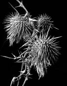 Thistle by Robert Tucker