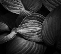 MSU Garden Shot by Robert Tucker